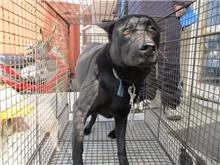混種犬