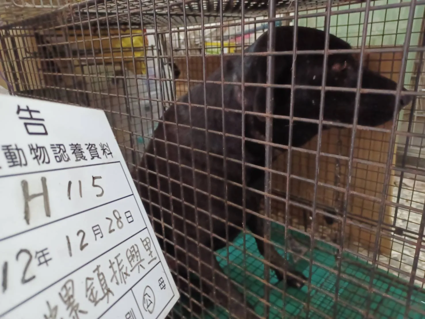 混種犬