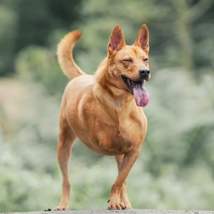 混種犬