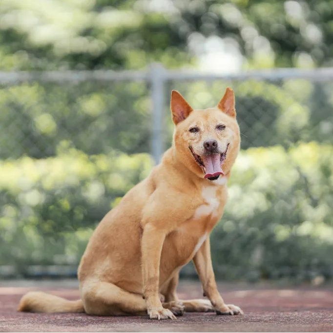 混種犬