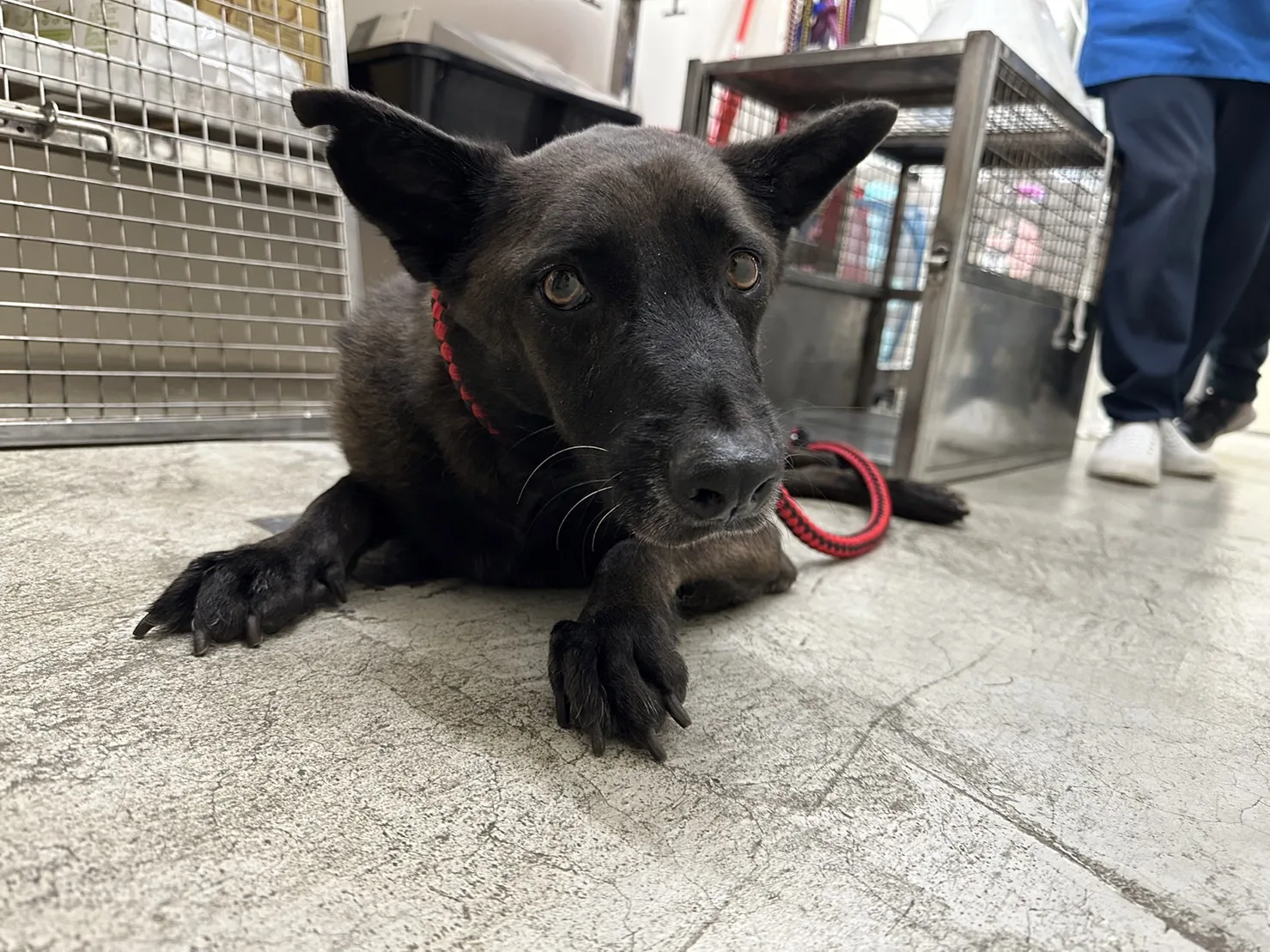 混種犬
