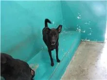 混種犬