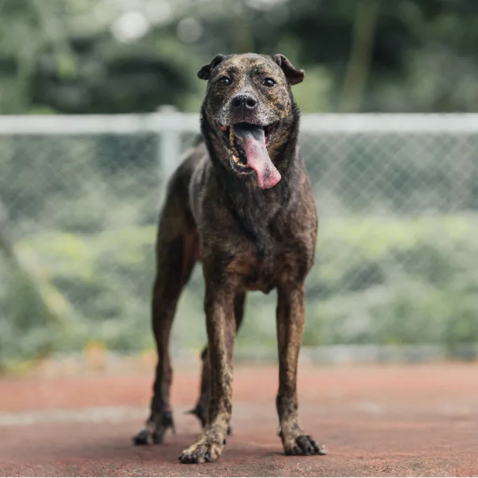 混種犬