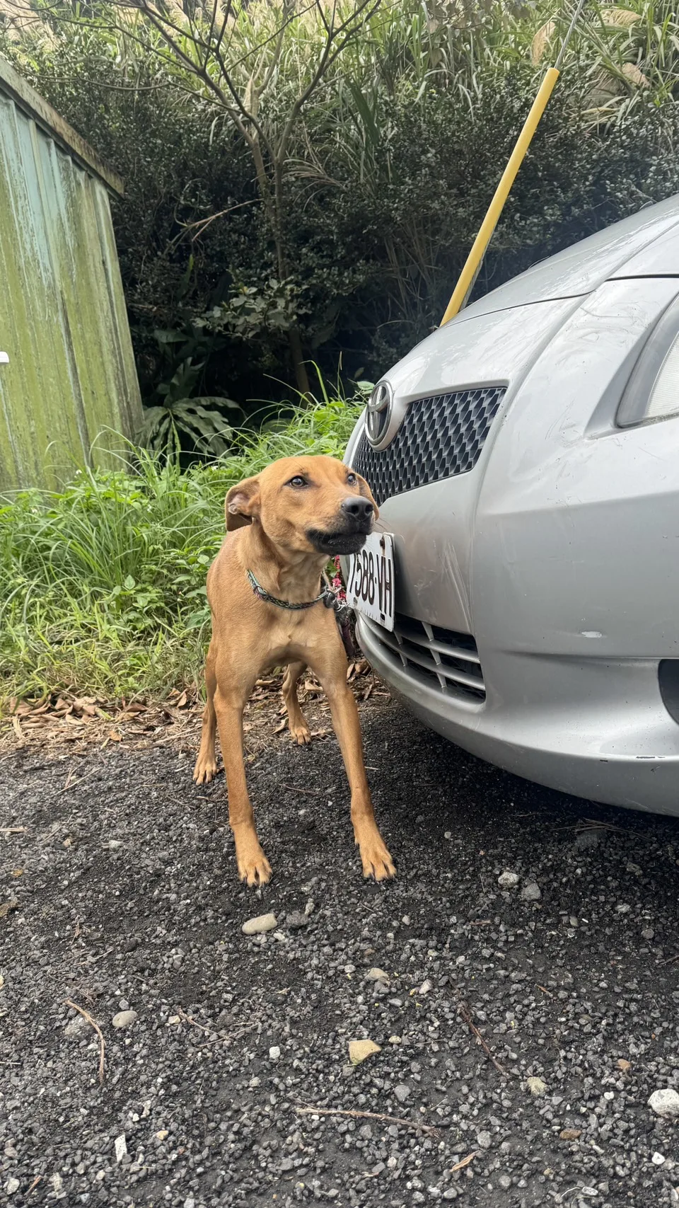 混種犬