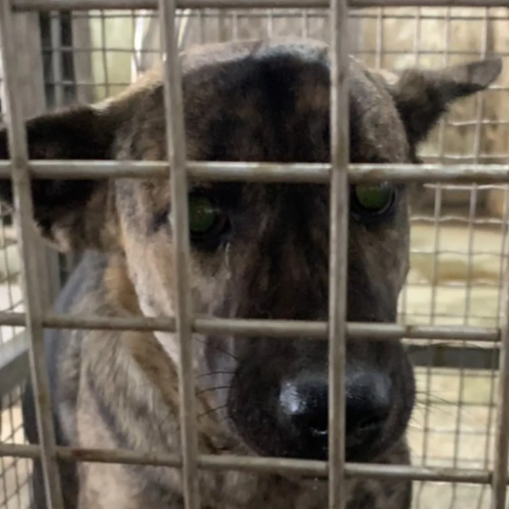 混種犬