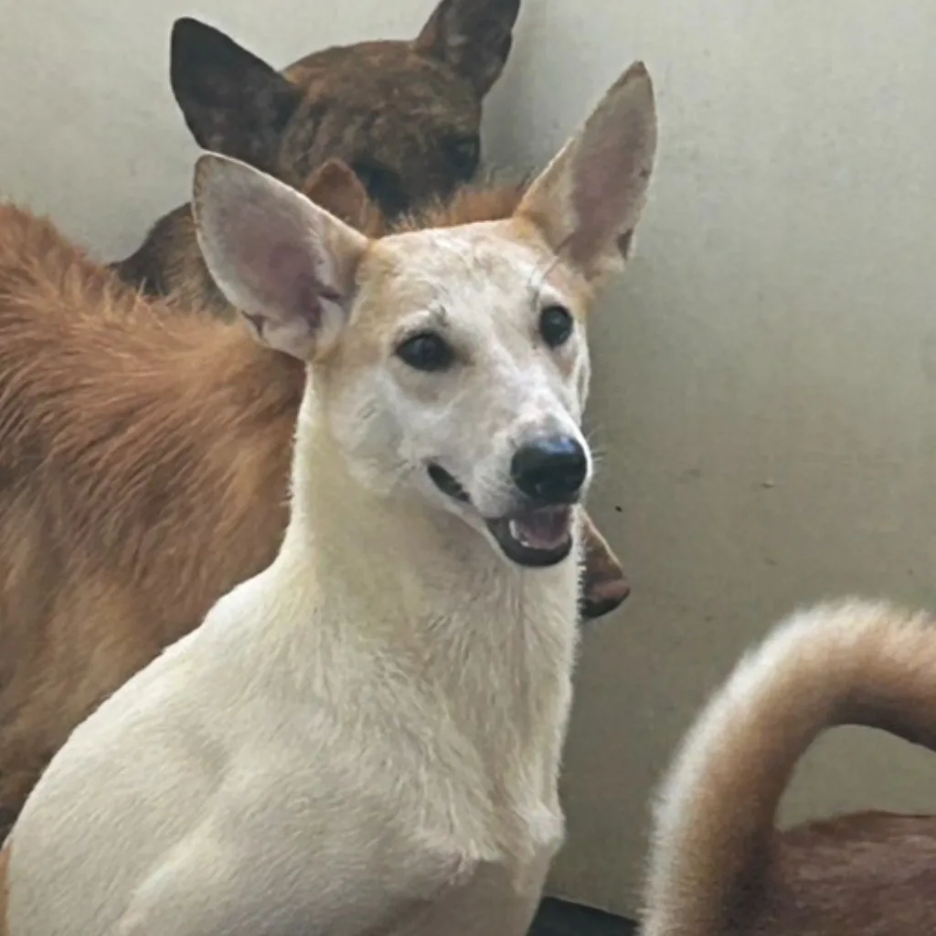 混種犬