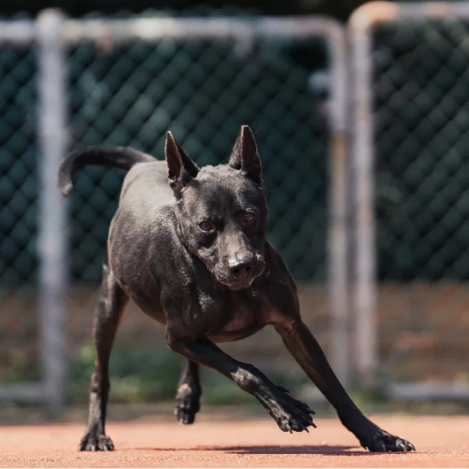 混種犬