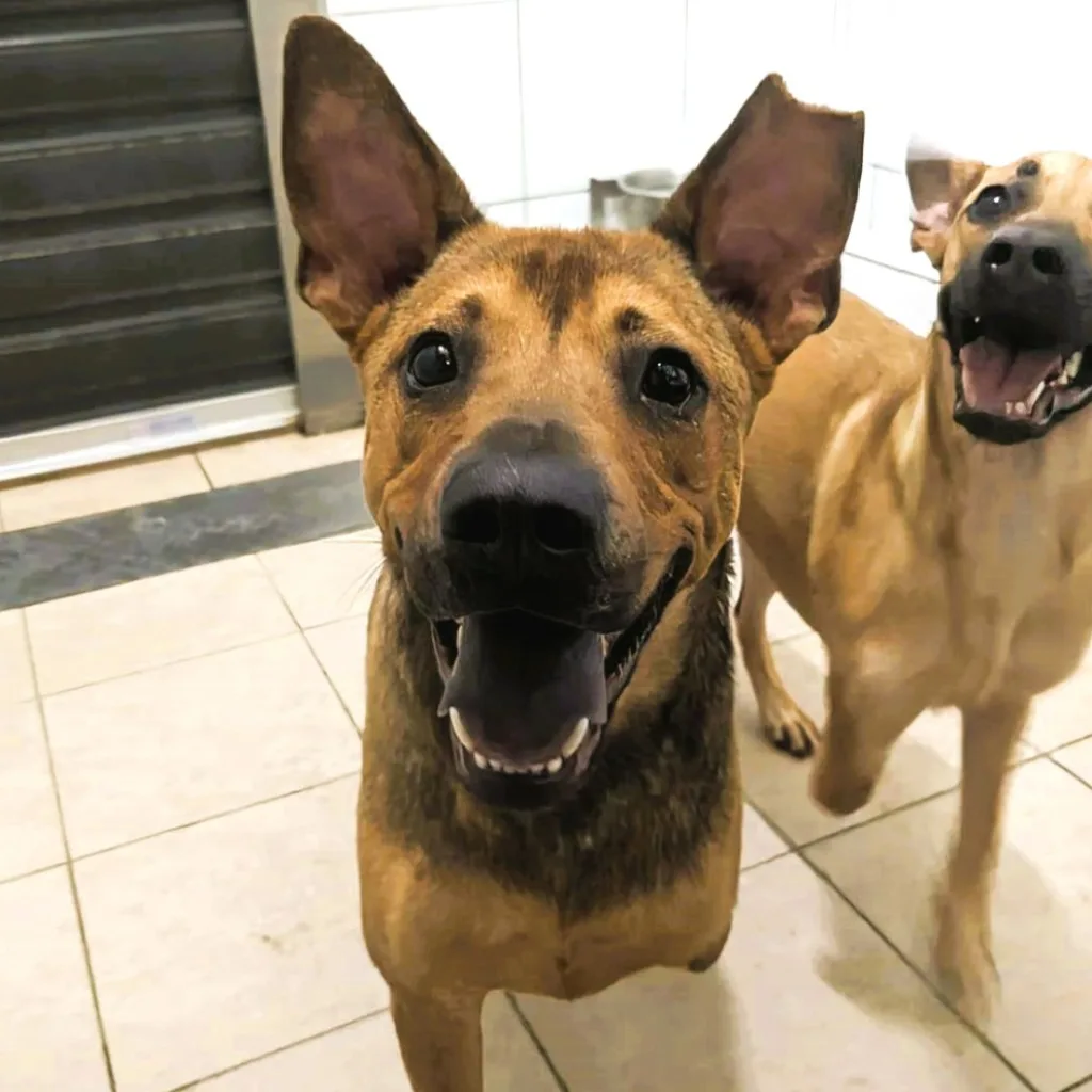 混種犬