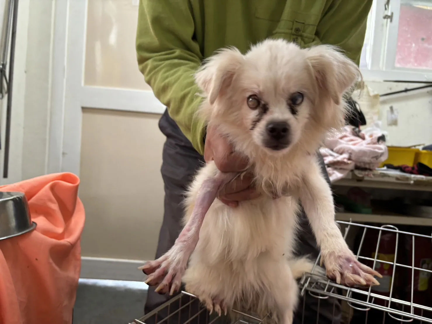 混種犬