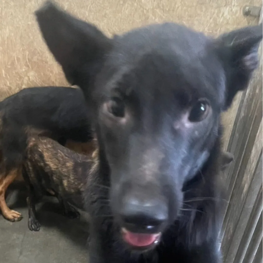 混種犬