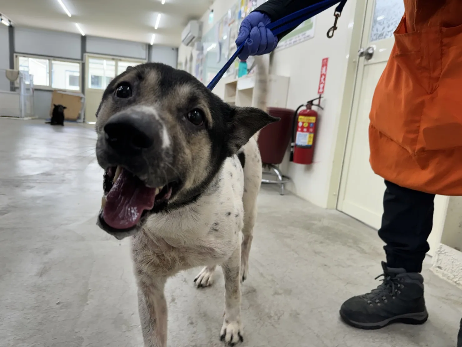 混種犬