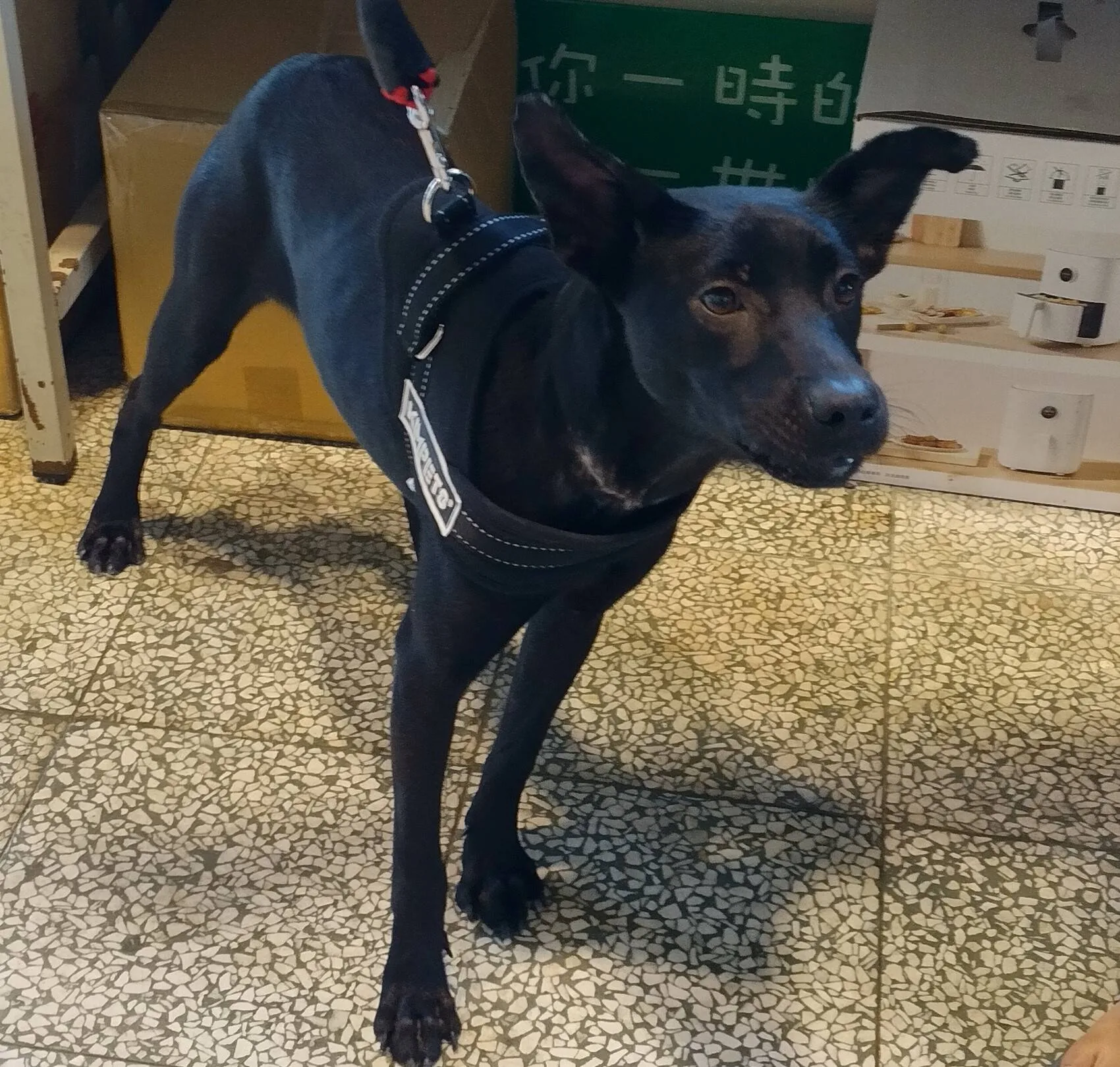 混種犬