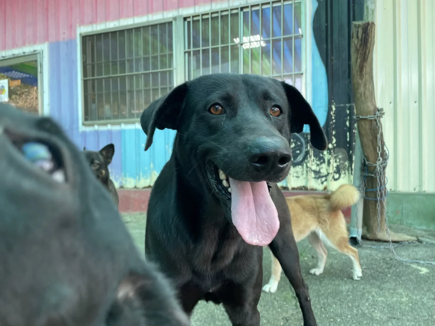 混種犬