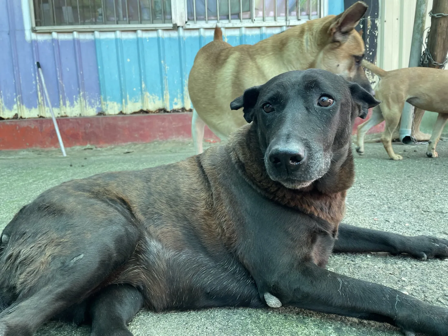 混種犬