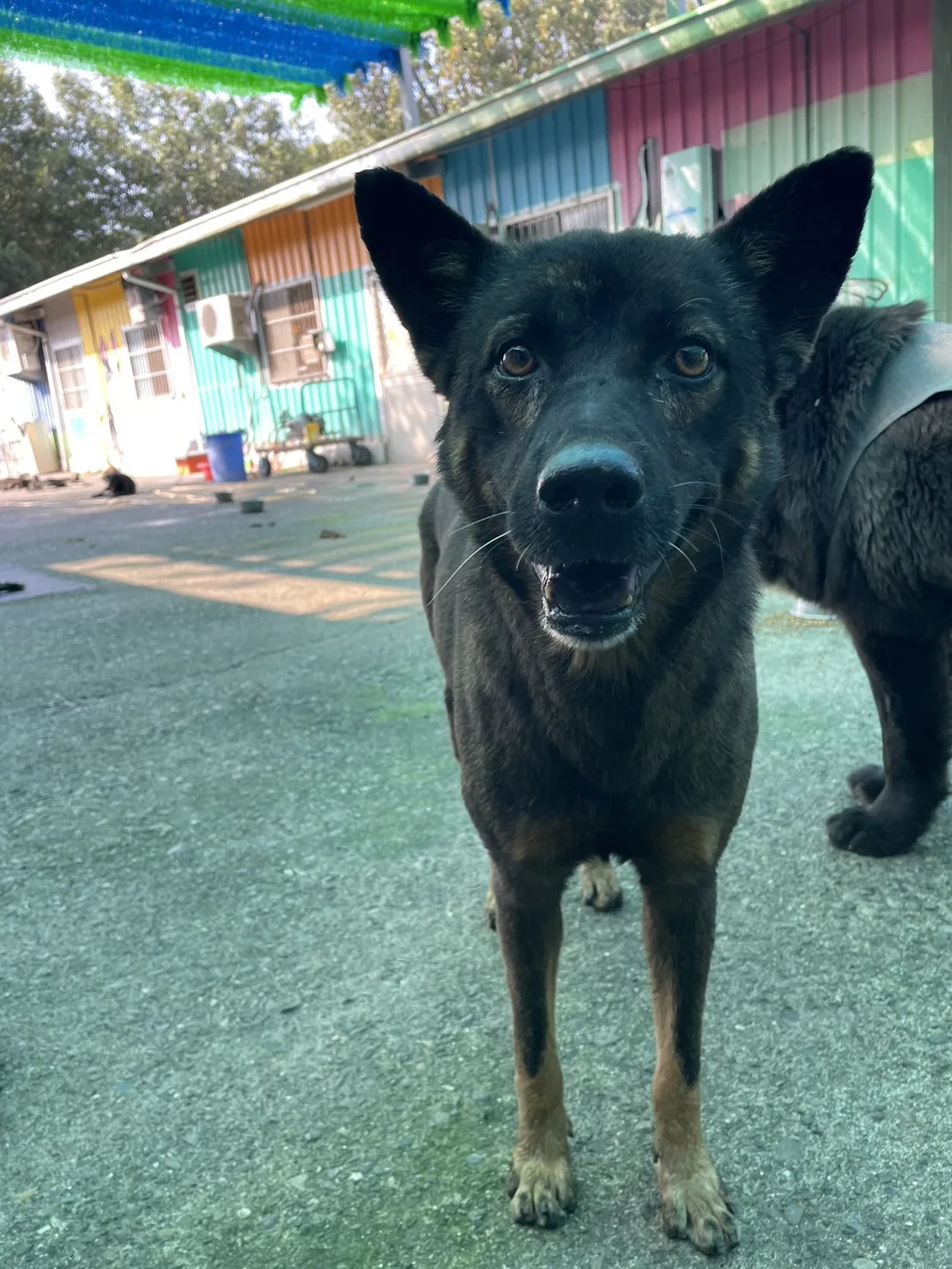 混種犬