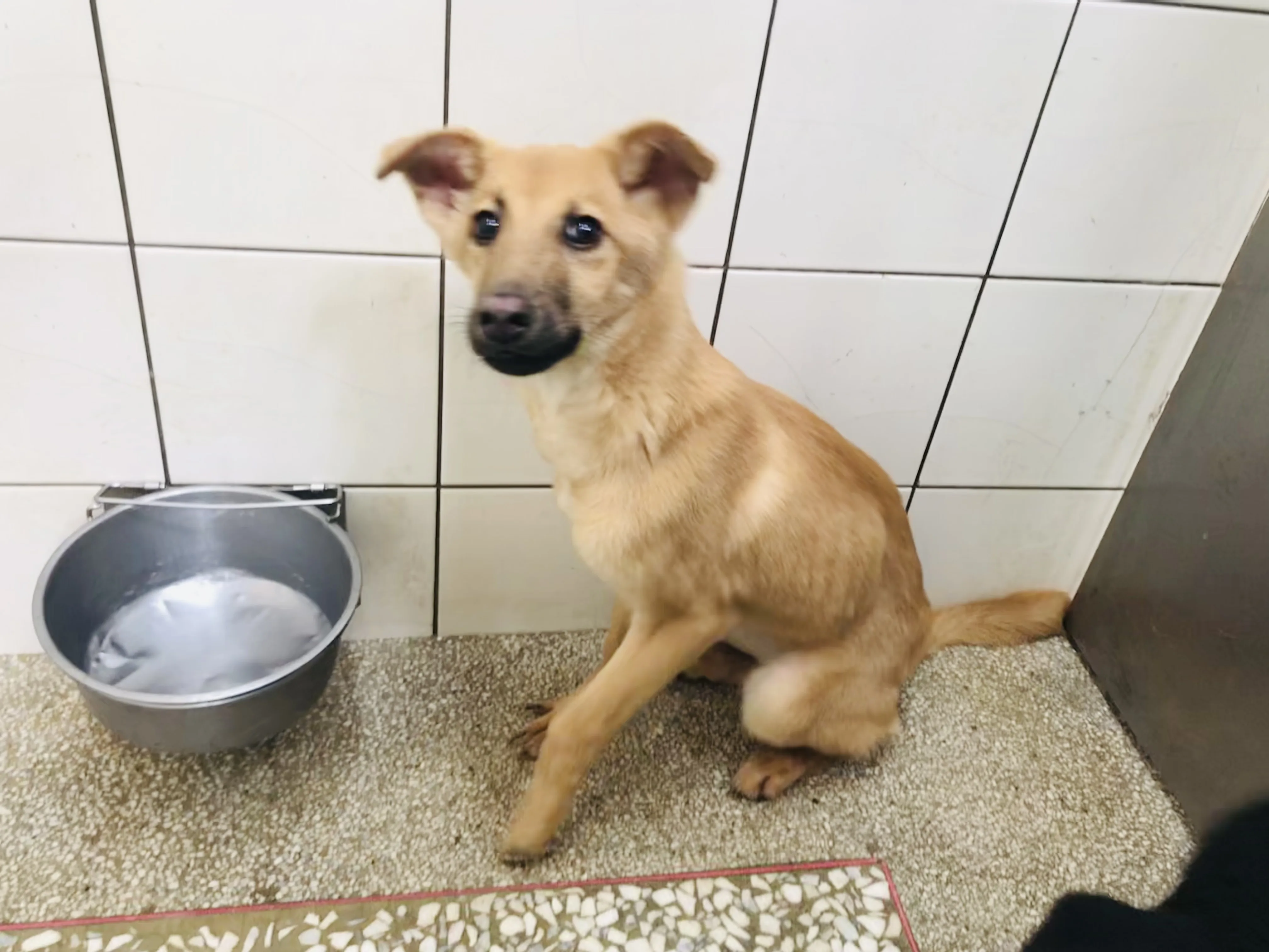 混種犬