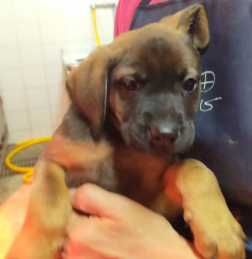 混種犬