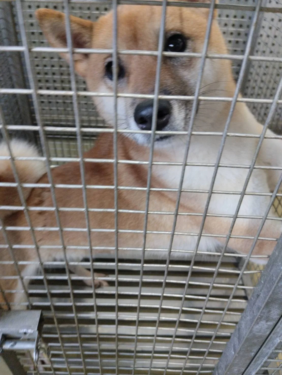 柴犬