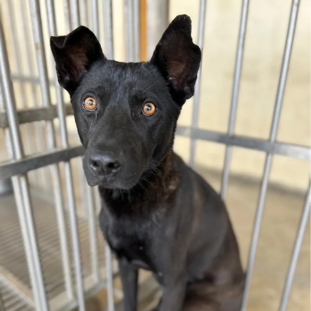混種犬