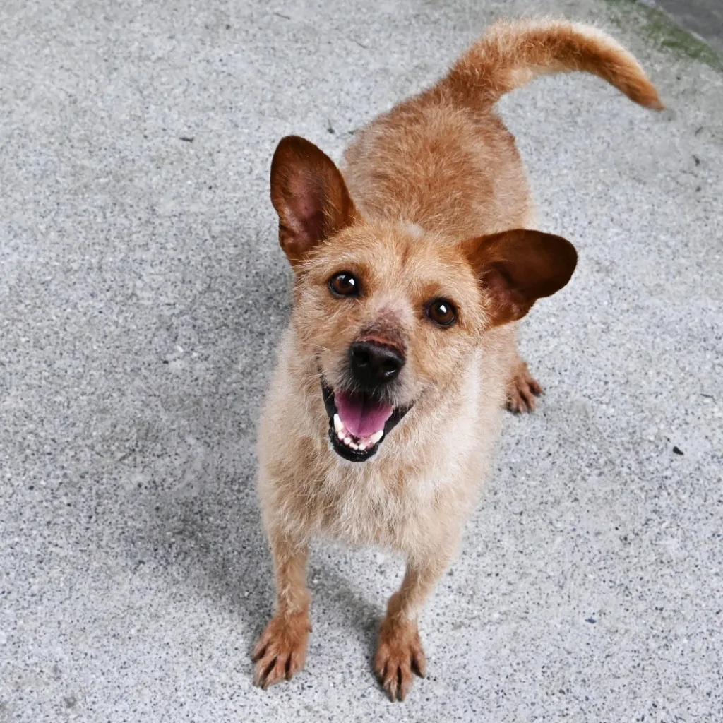 混種犬
