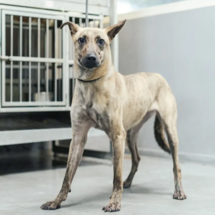 混種犬