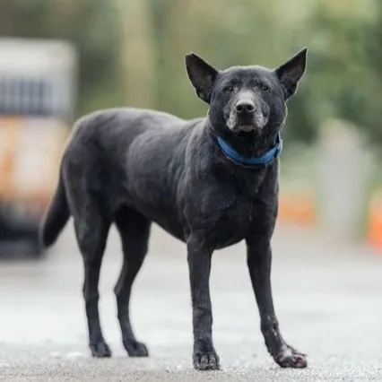 混種犬