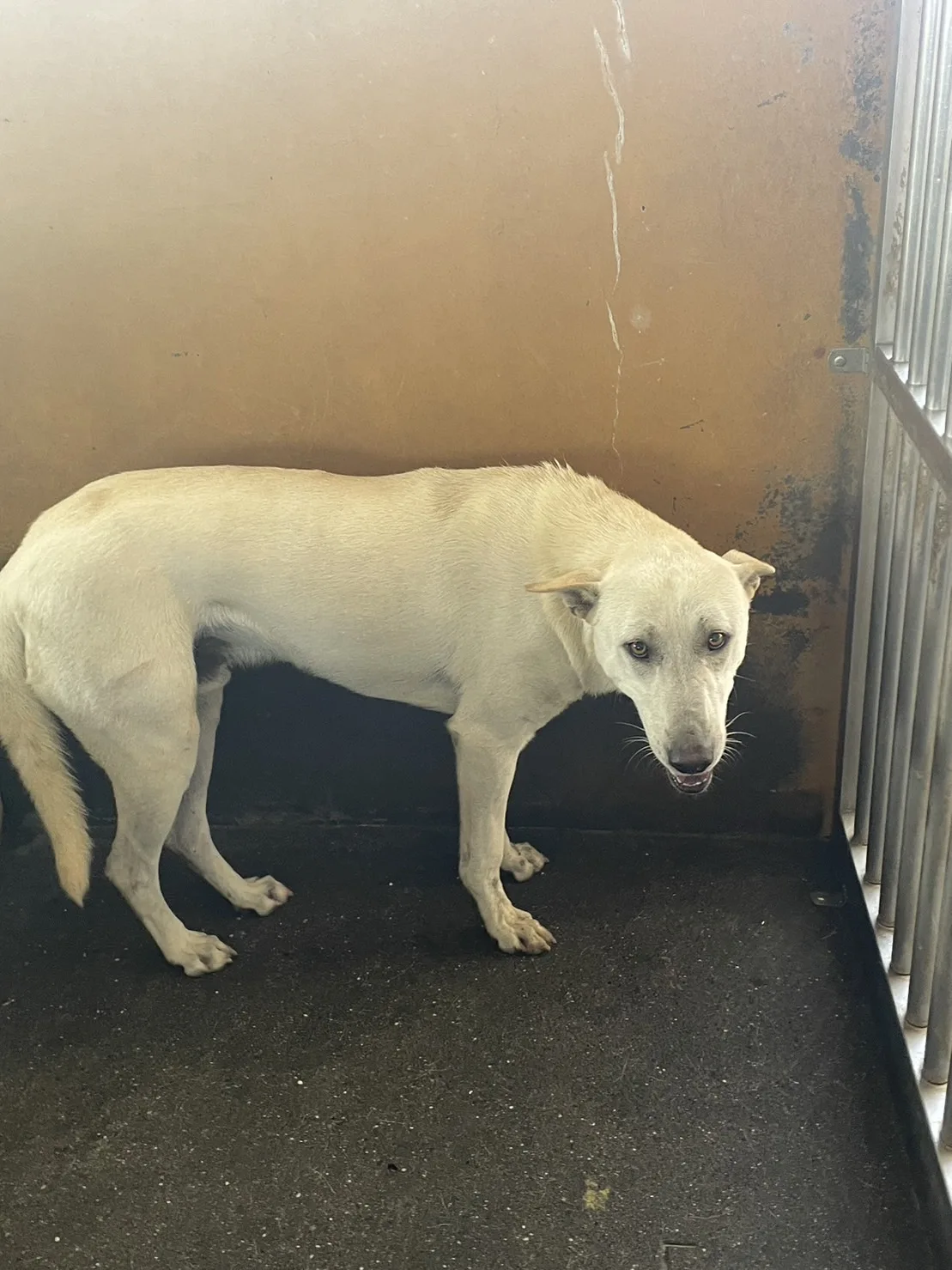 混種犬