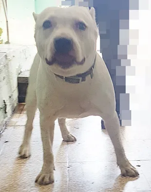 比特犬