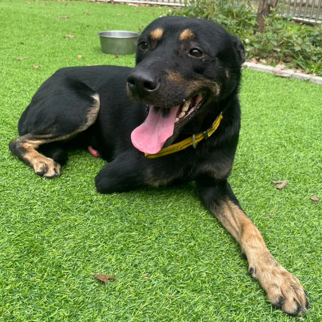混種犬