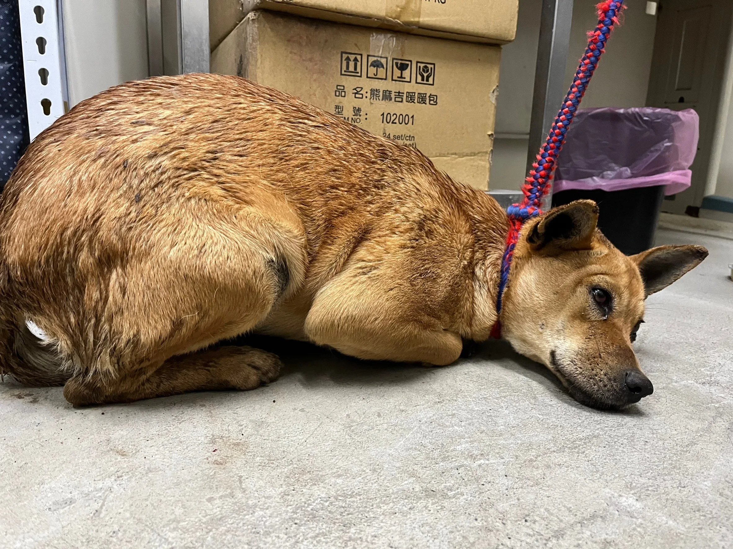 混種犬