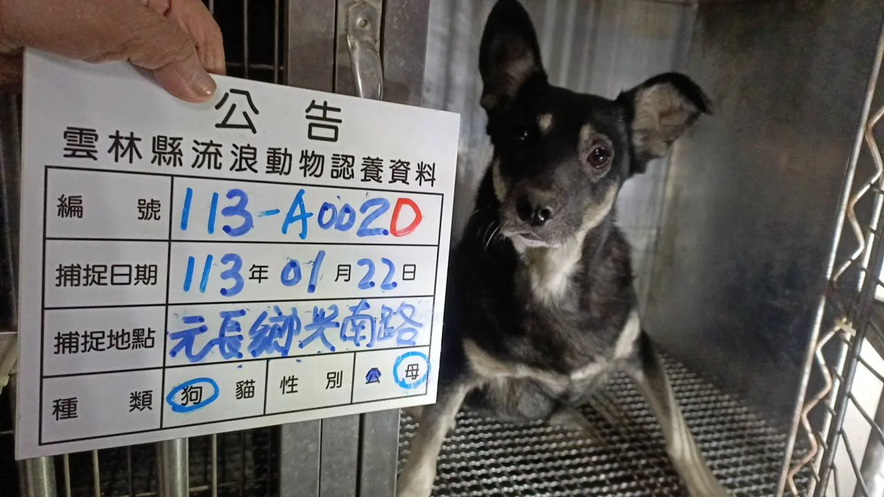 混種犬