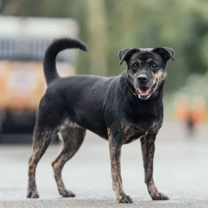 混種犬
