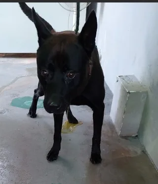 混種犬