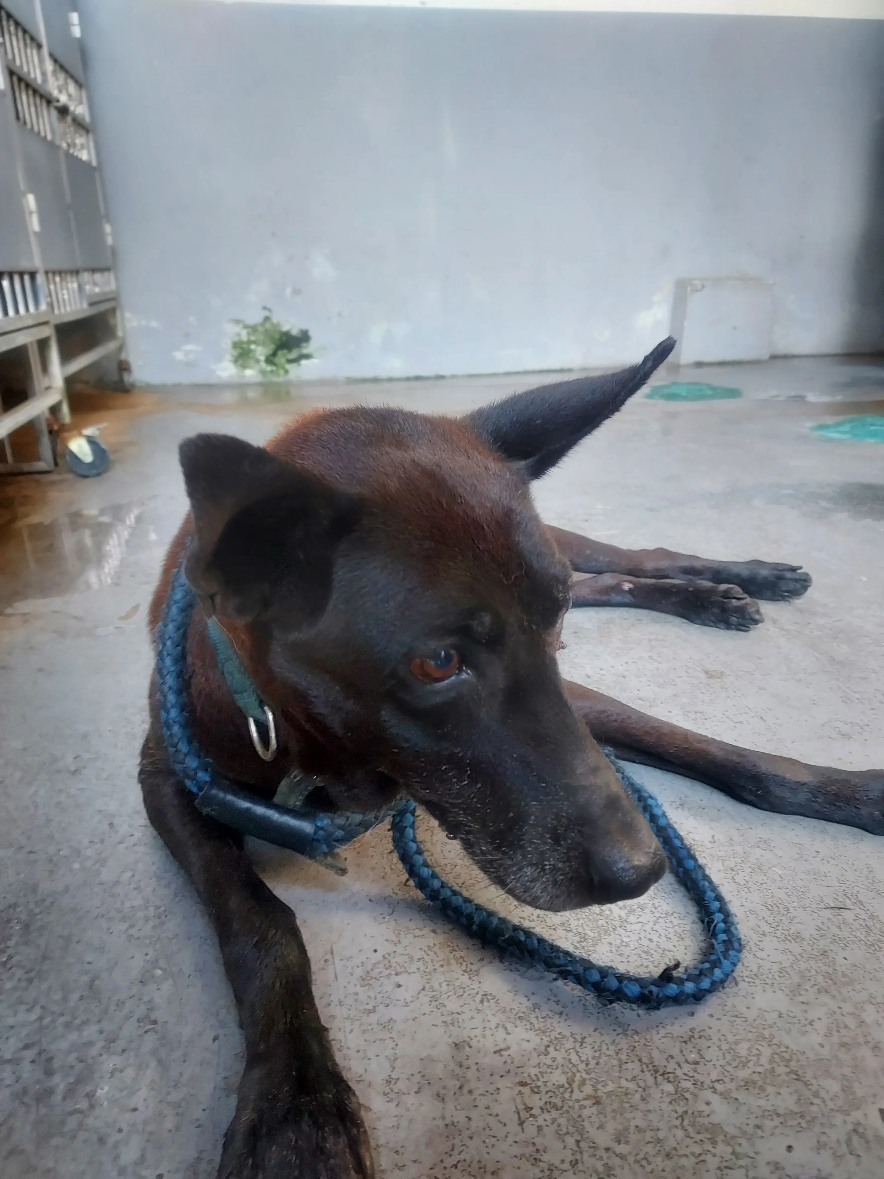 混種犬