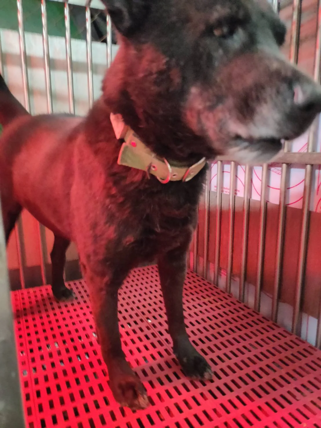 混種犬