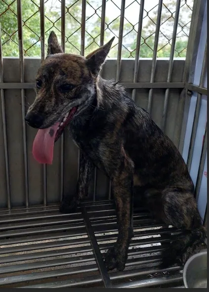 混種犬