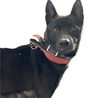 混種犬