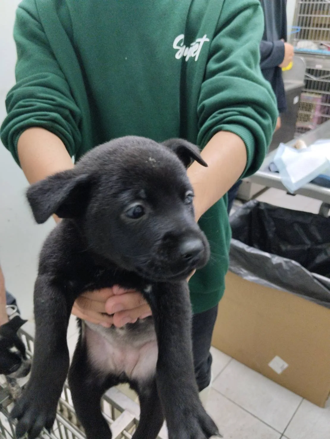 混種犬