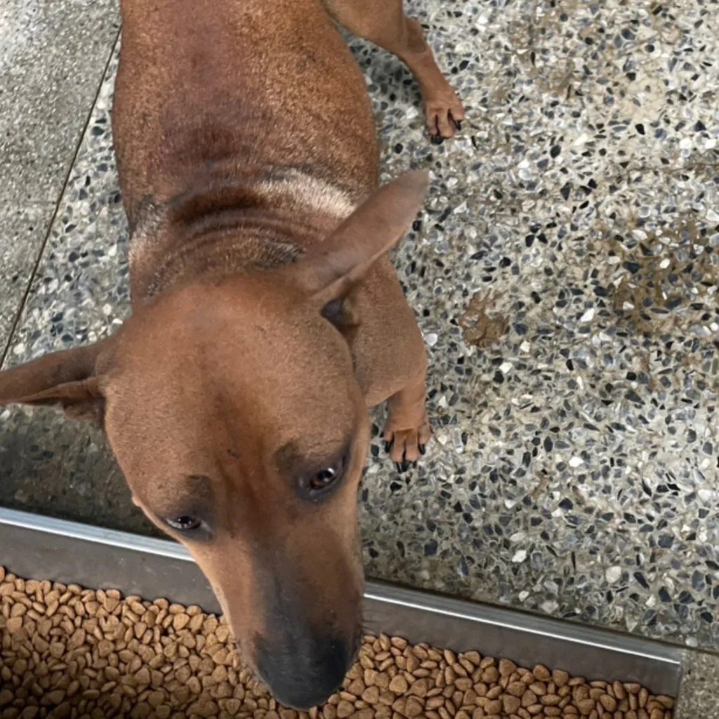 混種犬