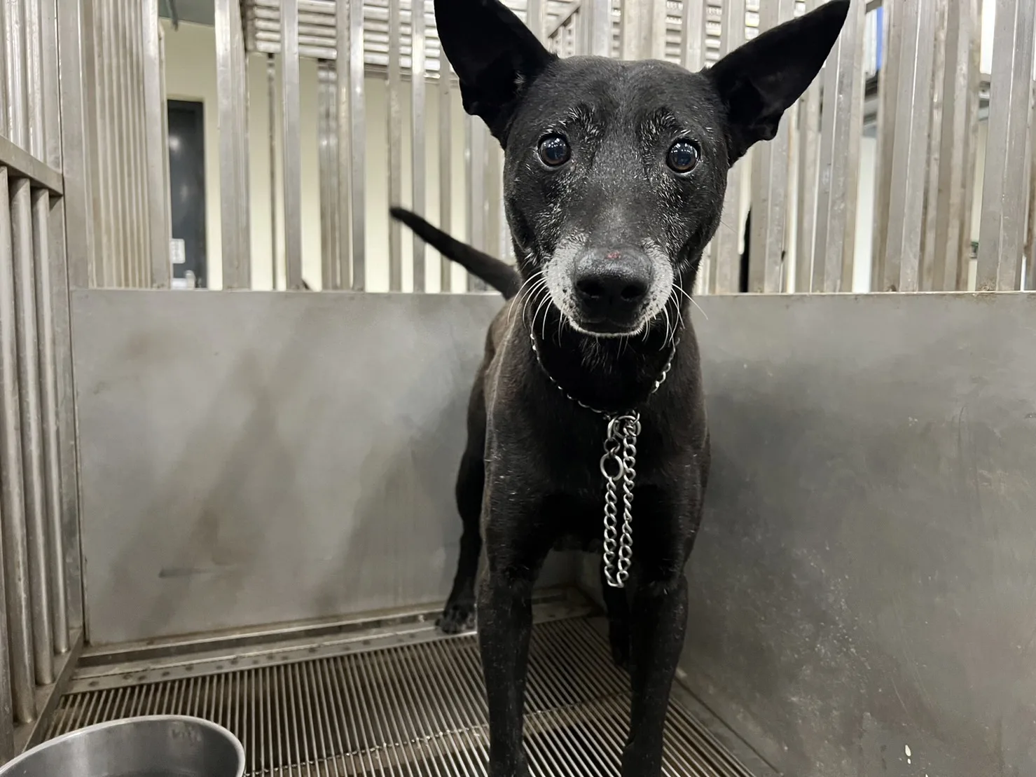 混種犬