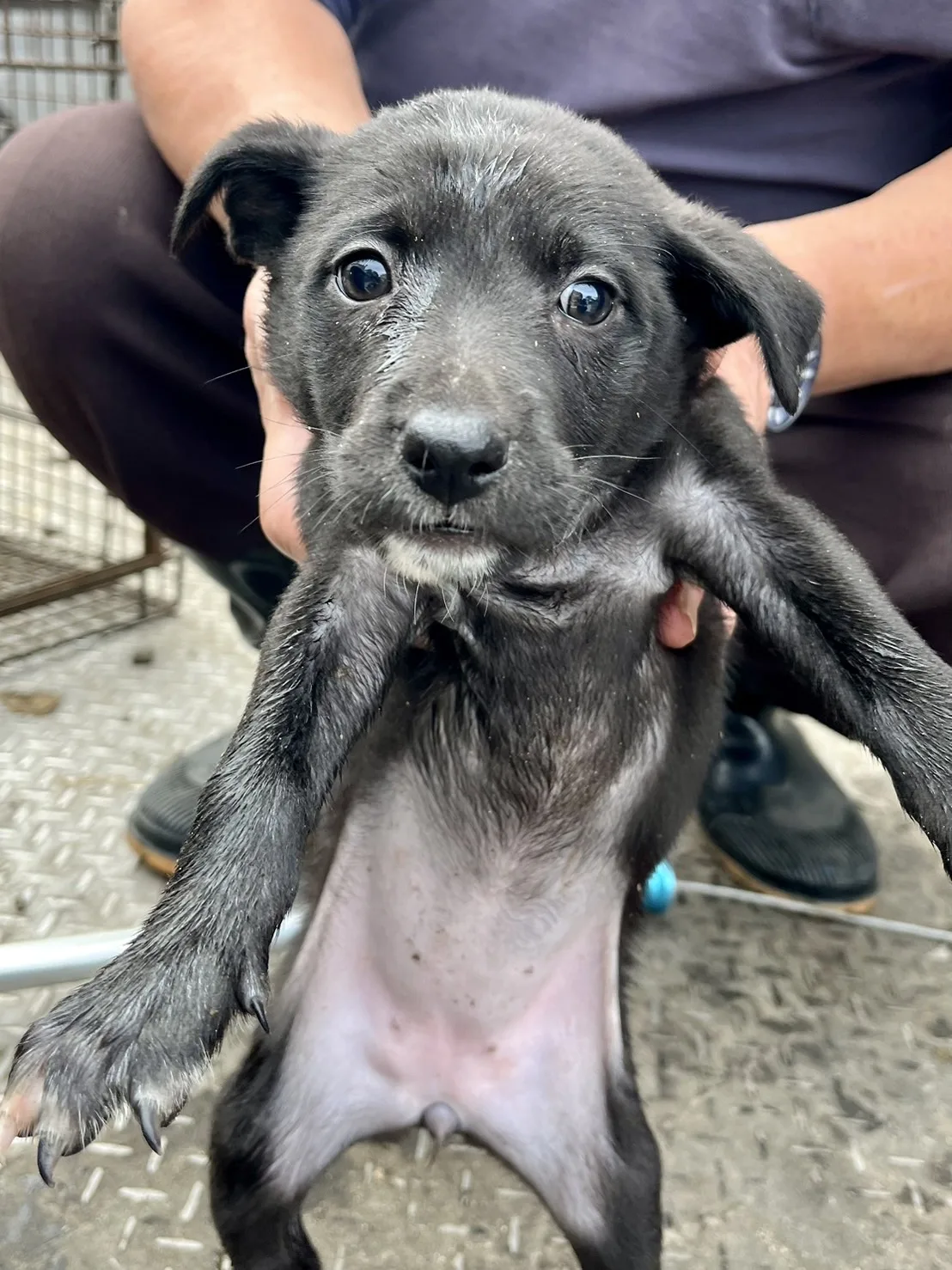 混種犬