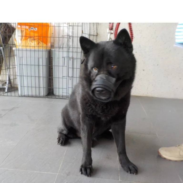 混種犬