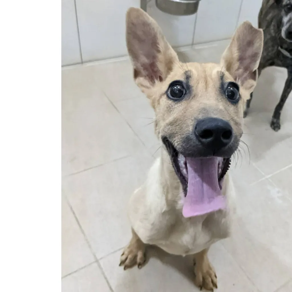 混種犬