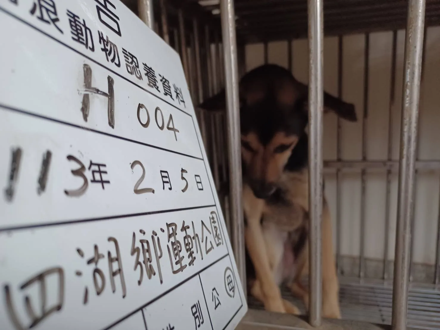 混種犬