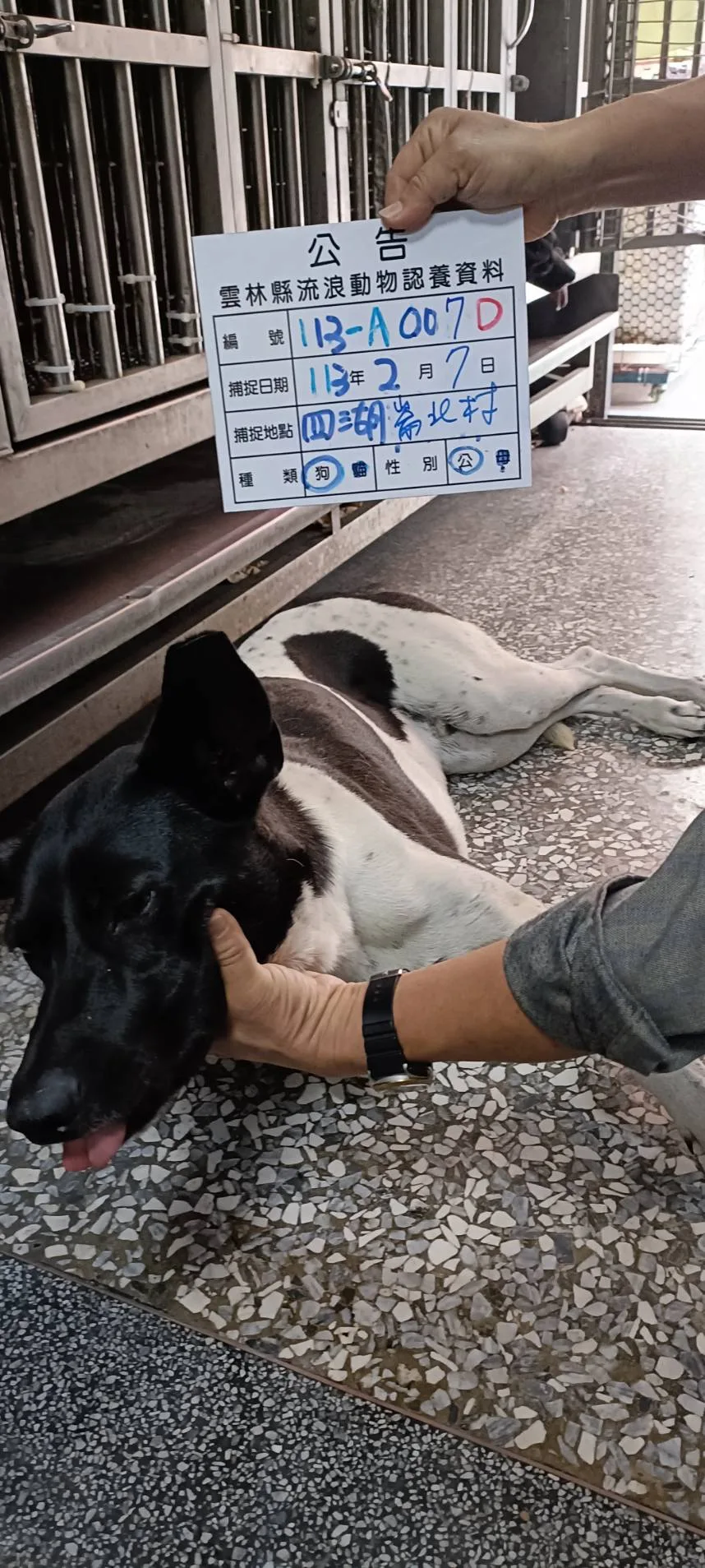 混種犬