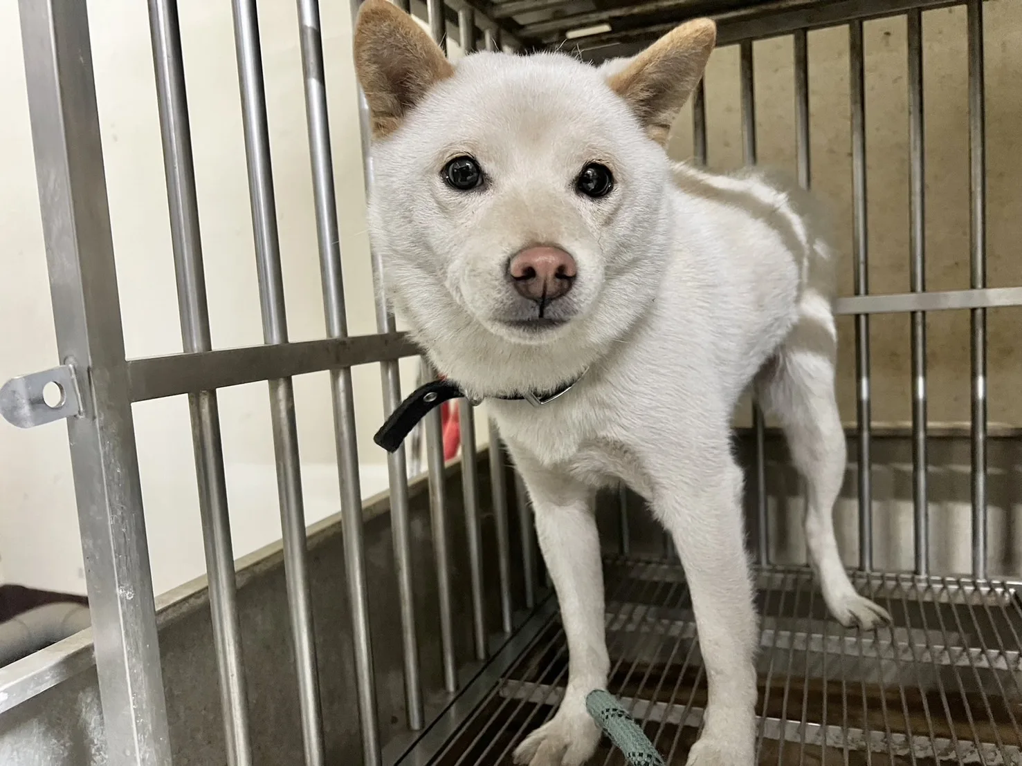 柴犬