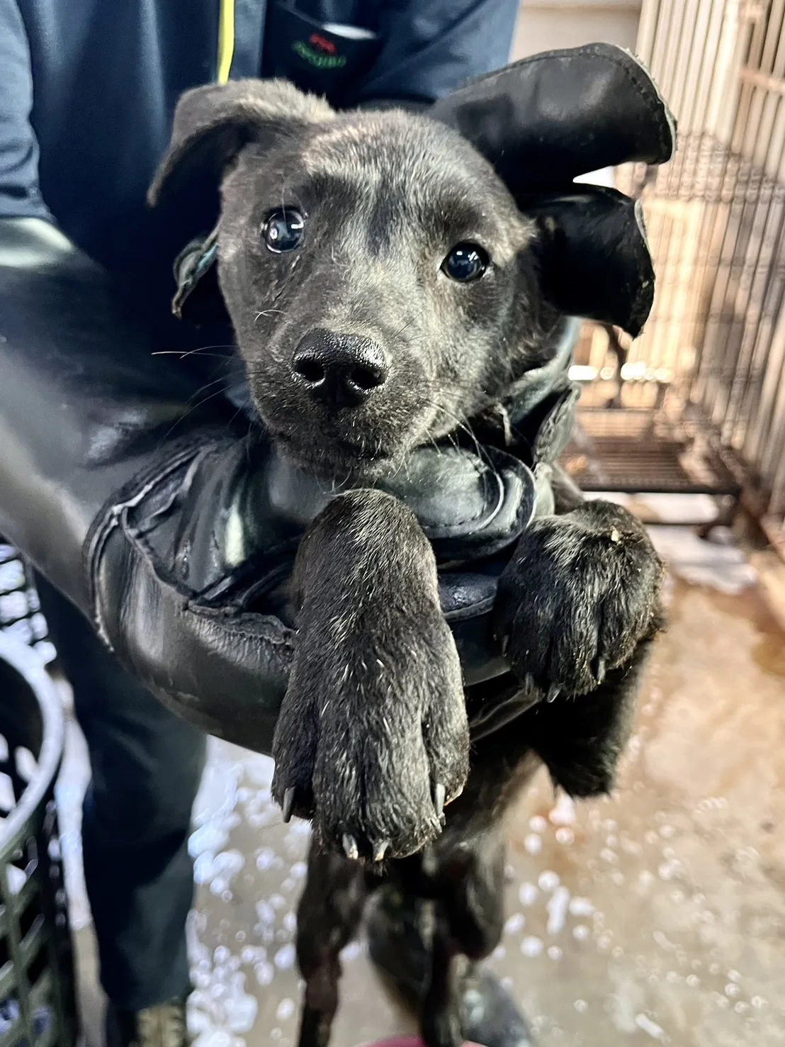 混種犬