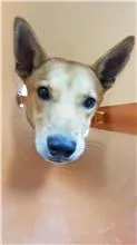 混種犬