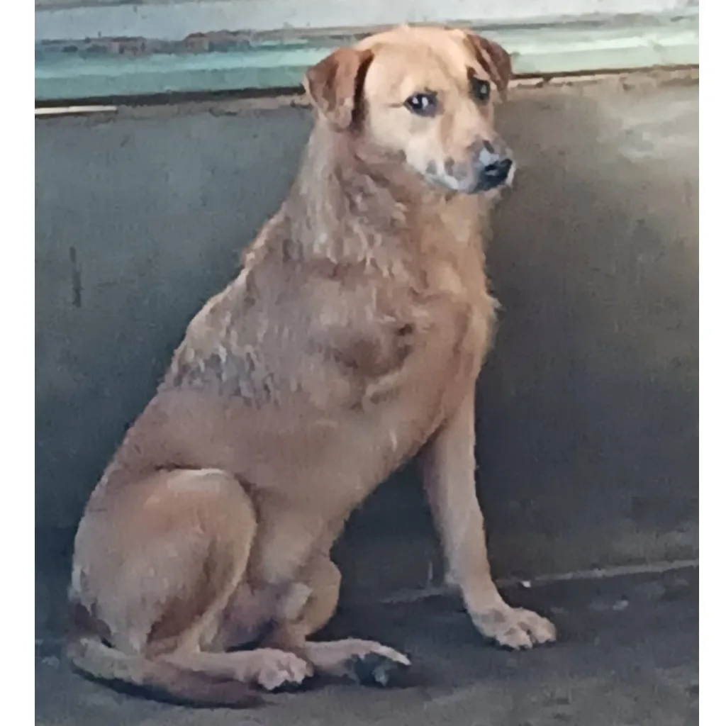混種犬