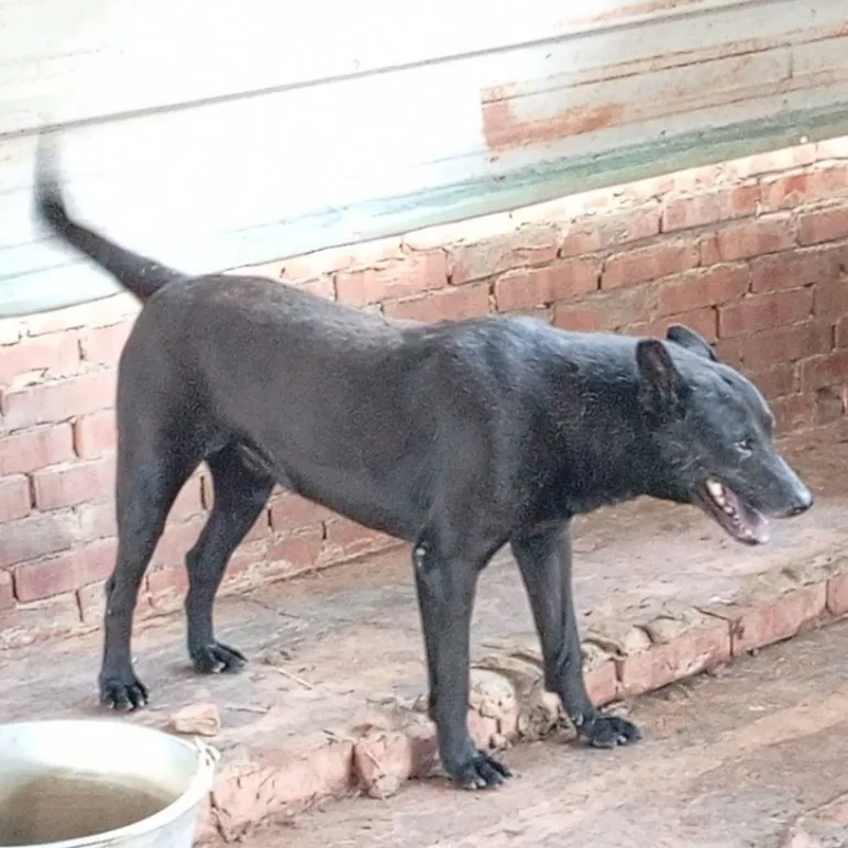 混種犬